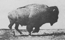 American bison cantering - set to motion using photos by Eadweard Muybridge